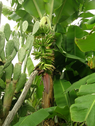 banane6
